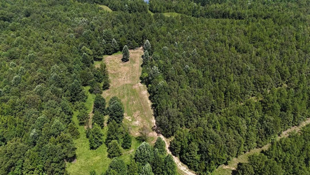 246.7 Acres in McNairy County, TN