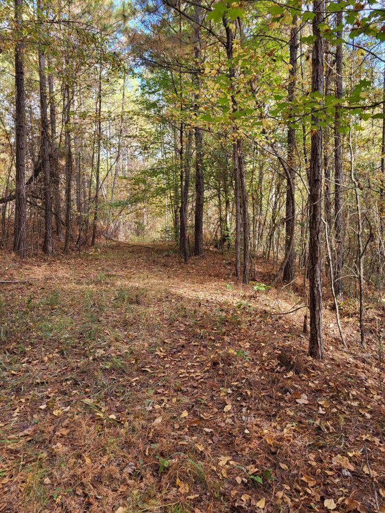 22 wooded acres in Alpine