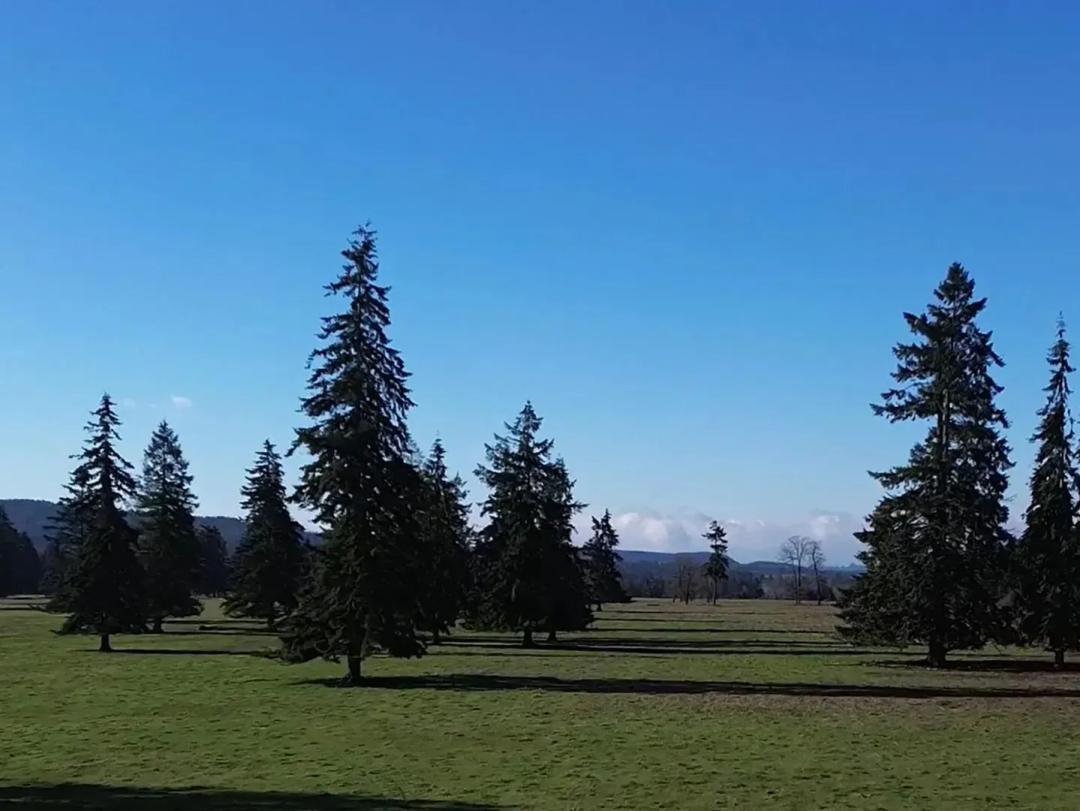 Silver Springs Cattle Ranch
