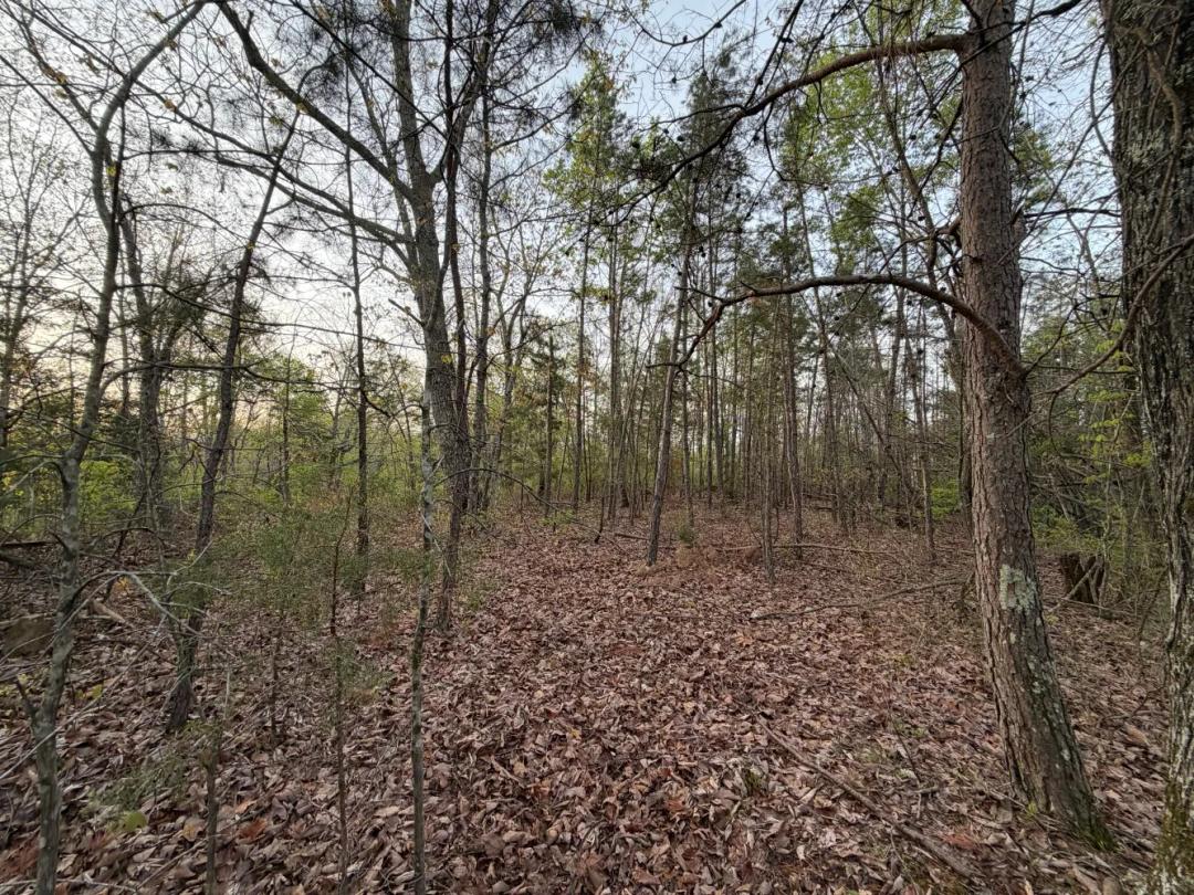 26.20 Acres at 0 Salem Road
