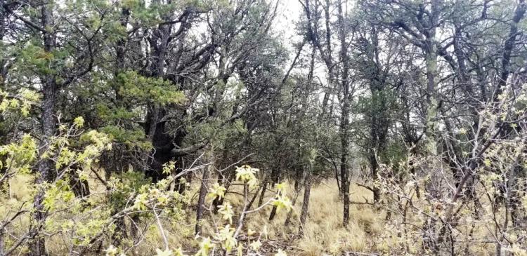 Large 1.3 acre treed parcel in Timberon New Mexico