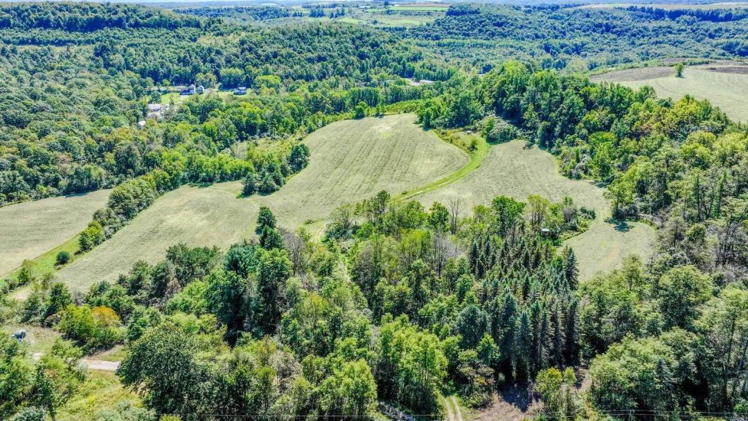 Hay Fields Timber and Whitetail Habitat Near Carrolltown