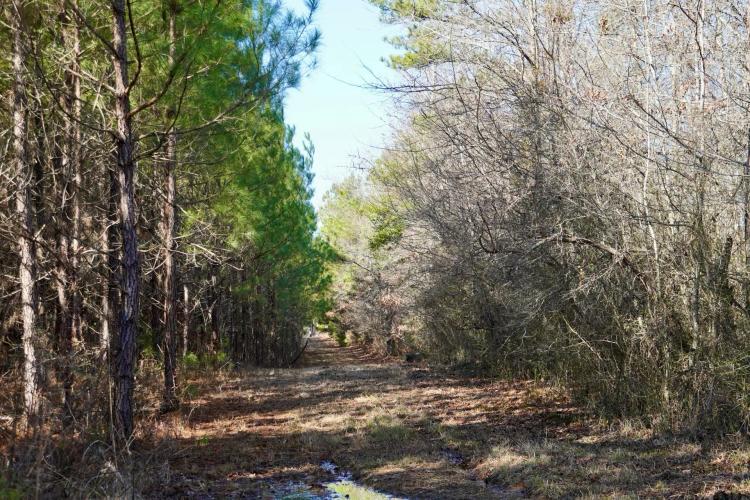 265 Acres in Kemper County, MS