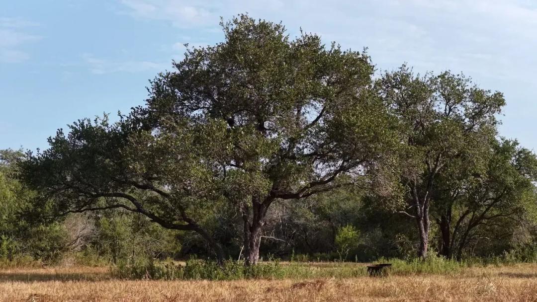 251 Old Goliad RD