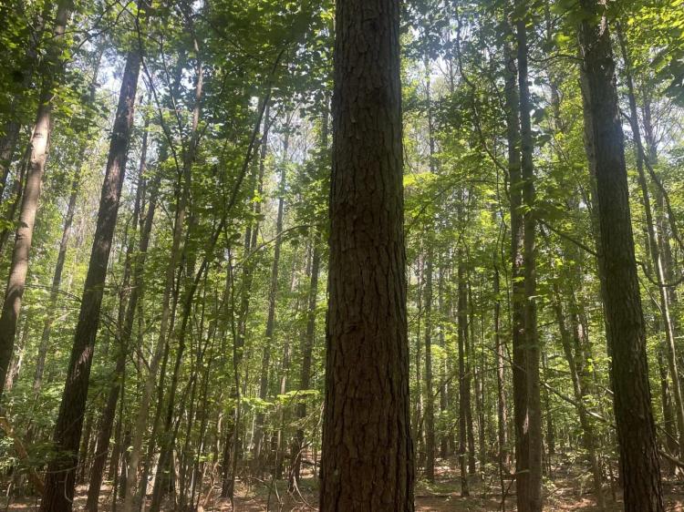 40+/- acre Timber Tract in Cullman County, AL