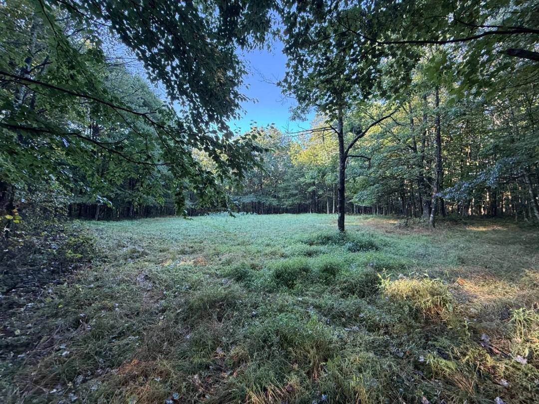 82 Acres at Ohiopyle | Mountain Views & 2 Food Plots