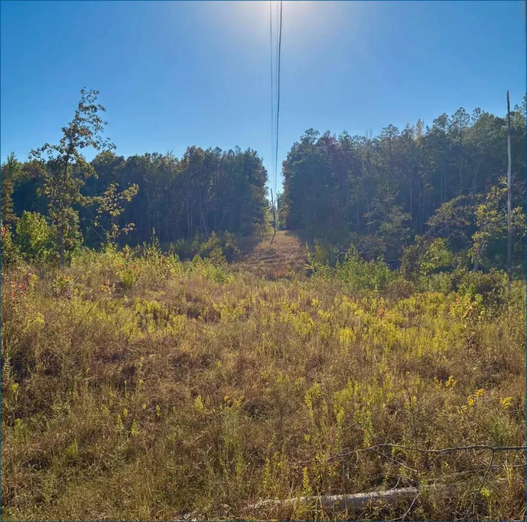 70.1 Acres in Yalobusha County in Coffeeville, MS