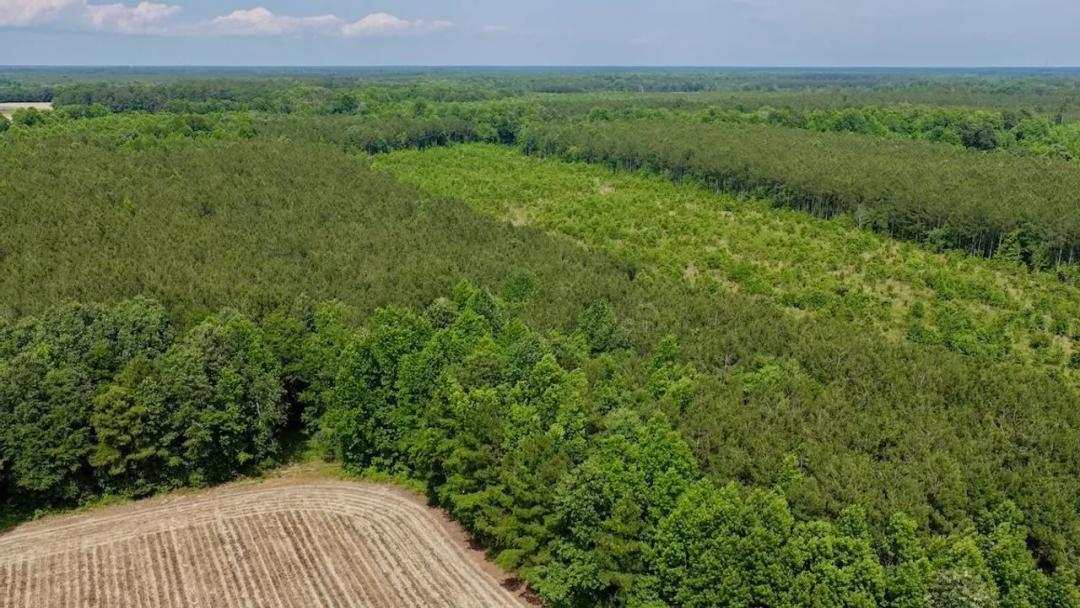 3.81 acres of Hunting and Recreational Land in Bertie County, NC!
