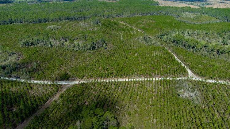 569 Ac Timber Investment North FL