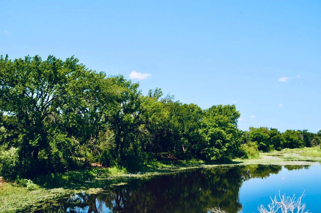 56-Acres with a 2 Acre Pond. Step into your own private Texas paradise.