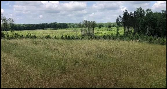 140.3 Acres in Carroll County in Vaiden, MS 