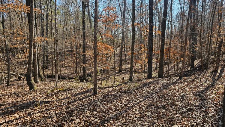136 Acres in Carroll County, MS
