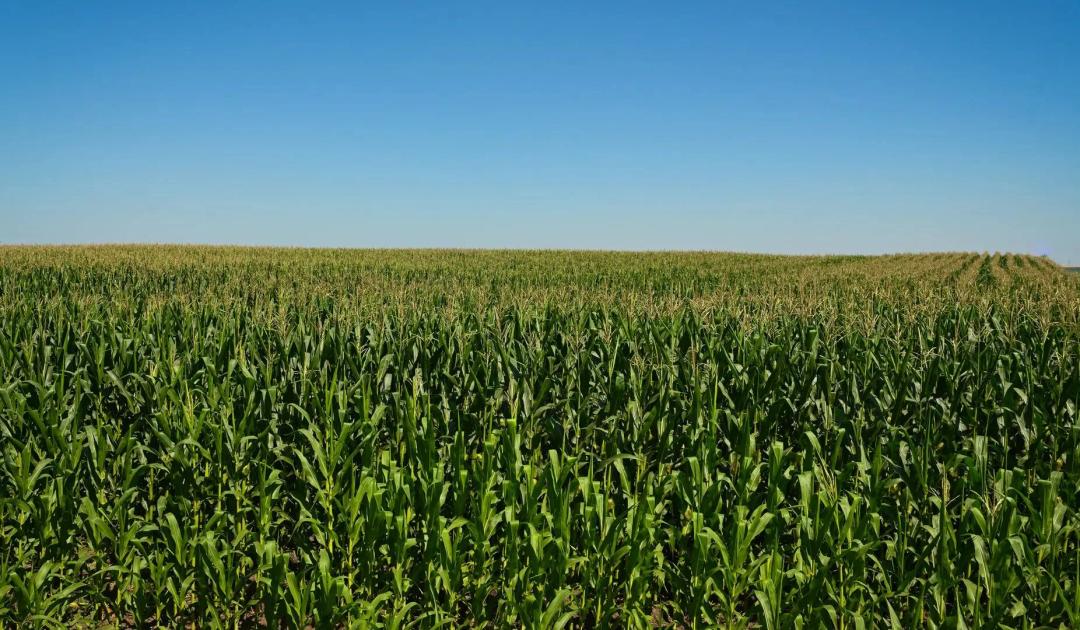 North Dakota Farmland Auction! Emmons County - 238.11 Acres M/L