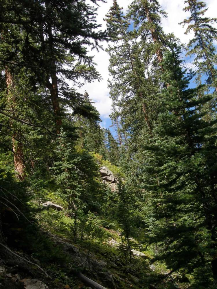 Remote Colorado Patented Mining Claim * Privacy * Trees