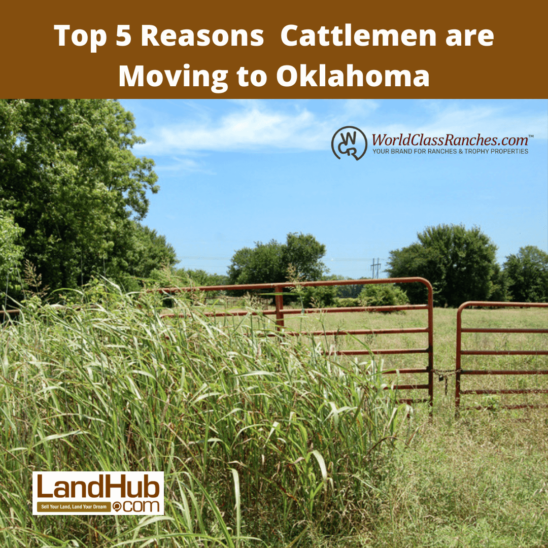 Top 5 Reasons Cattlemen are Moving to Oklahoma
